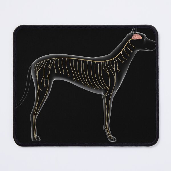 Item preview, STK701258H-Nervous system of a dog, x-ray view. designed and sold by StocktrekImages.