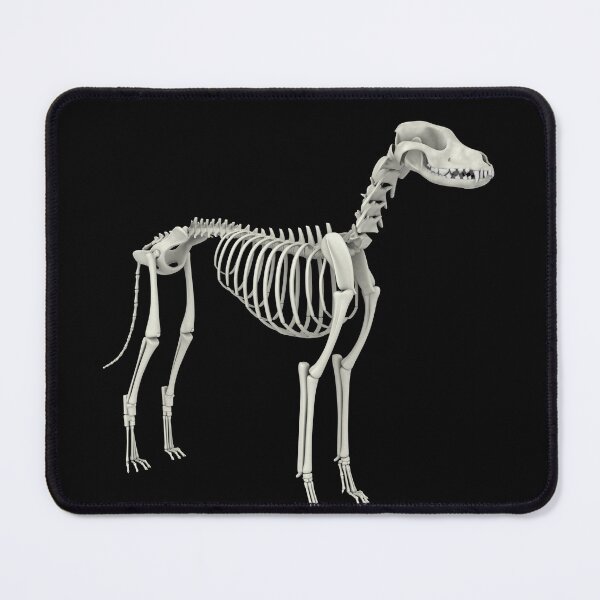 Item preview, STK701262H-Skeletal system of a dog, side view. designed and sold by StocktrekImages.