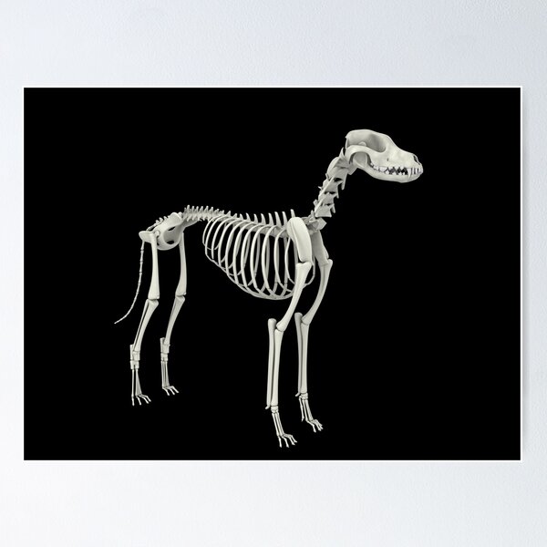 Small Dog Skeleton Model