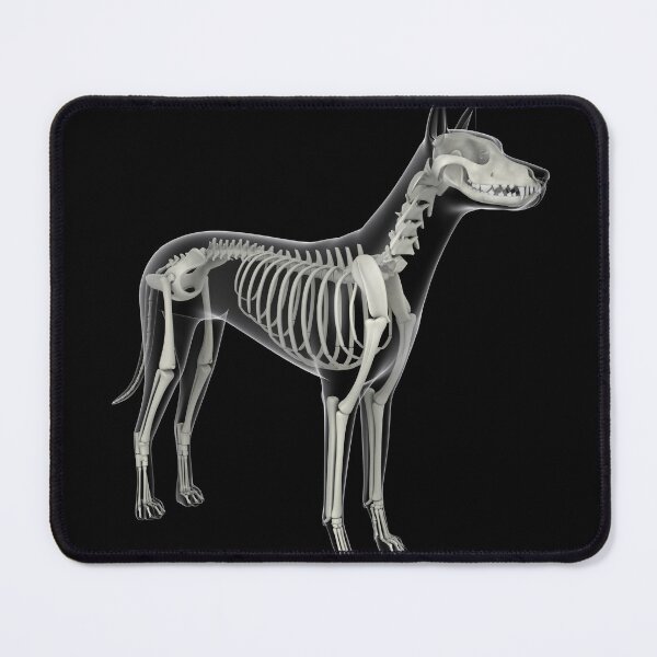 Item preview, STK701263H-Skeletal system of a dog, x-ray view. designed and sold by StocktrekImages.