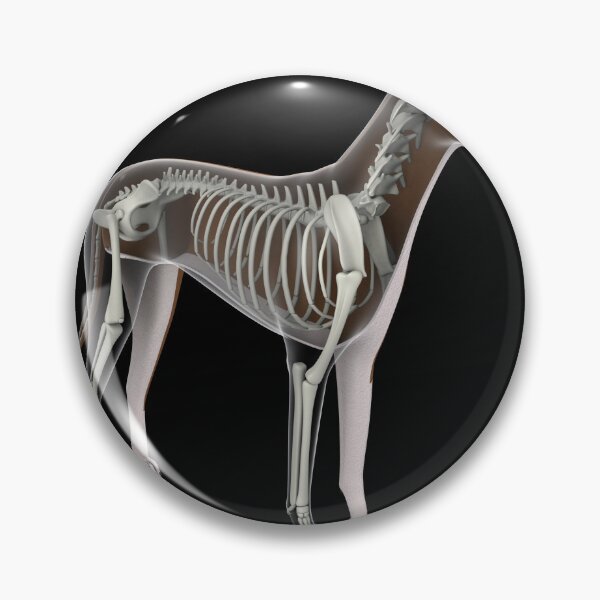 Item preview, STK701264H-Skeletal system of a dog. designed and sold by StocktrekImages.