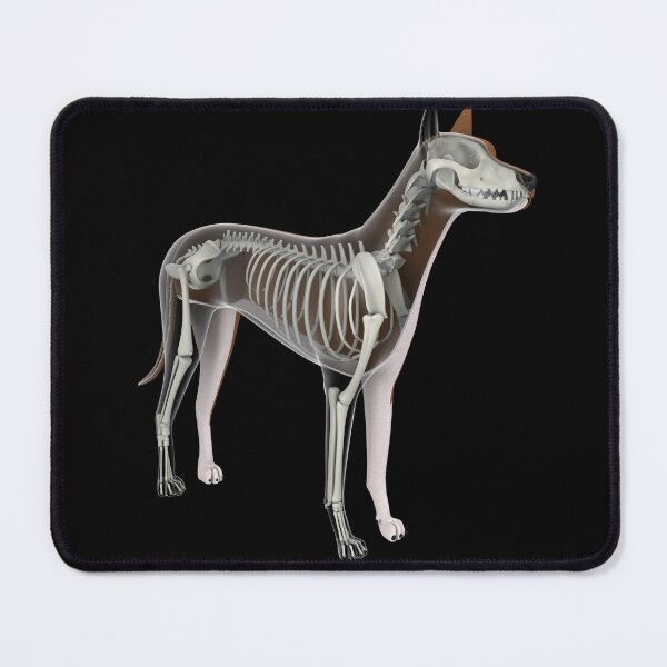 Item preview, STK701264H-Skeletal system of a dog. designed and sold by StocktrekImages.