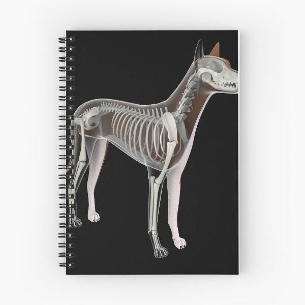 Item preview, STK701264H-Skeletal system of a dog. designed and sold by StocktrekImages.
