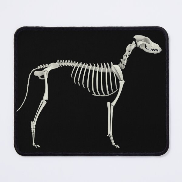 Item preview, STK701265H-Skeletal system of a dog, side view. designed and sold by StocktrekImages.