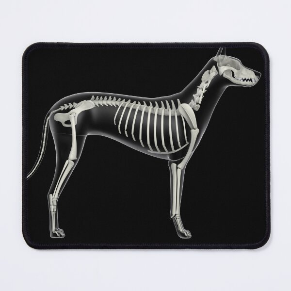 Item preview, STK701266H-Skeletal system of a dog, x-ray side view. designed and sold by StocktrekImages.