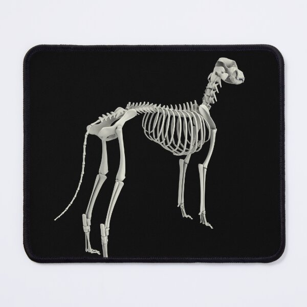 Item preview, STK701267H-Skeletal system of a dog, rear view. designed and sold by StocktrekImages.