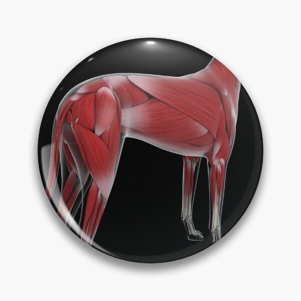 Item preview, STK701254H-Muscular system of a dog, rear view. designed and sold by StocktrekImages.