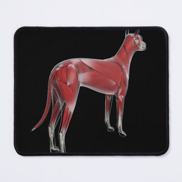 Item preview, STK701254H-Muscular system of a dog, rear view. designed and sold by StocktrekImages.