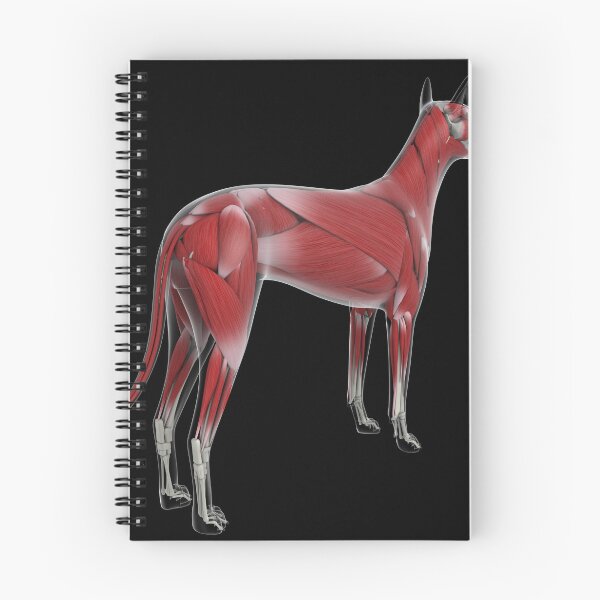 Item preview, STK701254H-Muscular system of a dog, rear view. designed and sold by StocktrekImages.