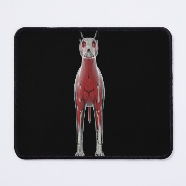 Item preview, STK701254H-Muscular system of a dog, rear view. designed and sold by StocktrekImages.