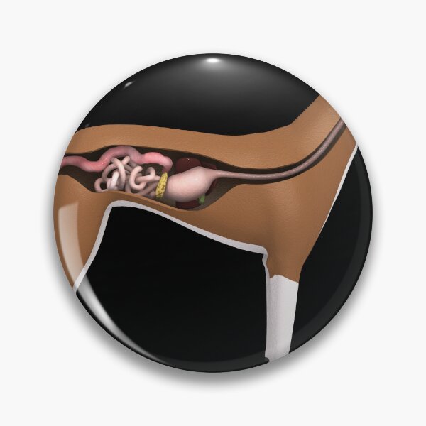 Item preview, STK701279H-Digestive system of a dog, side view. designed and sold by StocktrekImages.