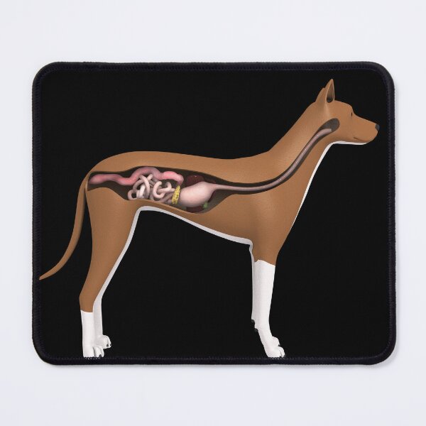 Item preview, STK701279H-Digestive system of a dog, side view. designed and sold by StocktrekImages.