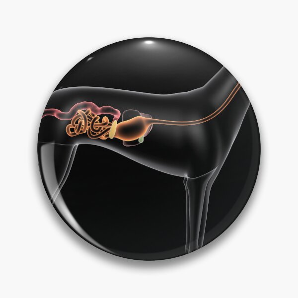 Item preview, STK701280H-Digestive system of a dog, x-ray view. designed and sold by StocktrekImages.