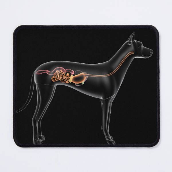 Item preview, STK701280H-Digestive system of a dog, x-ray view. designed and sold by StocktrekImages.