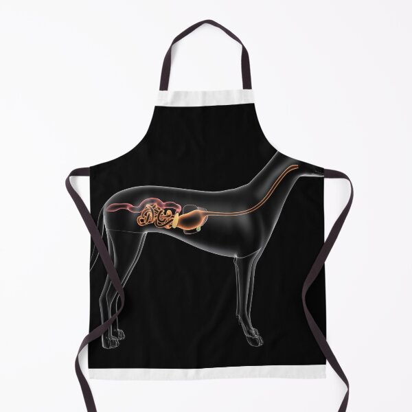 Item preview, STK701280H-Digestive system of a dog, x-ray view. designed and sold by StocktrekImages.