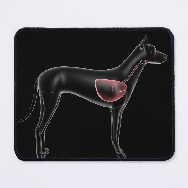 Item preview, STK701282H-Respiratory system of a dog, x-ray view. designed and sold by StocktrekImages.