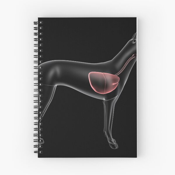 Item preview, STK701282H-Respiratory system of a dog, x-ray view. designed and sold by StocktrekImages.