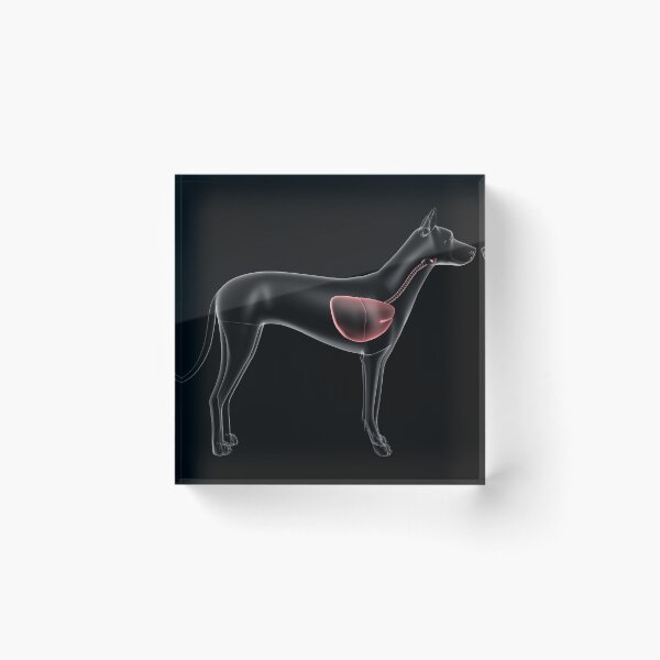 Item preview, STK701282H-Respiratory system of a dog, x-ray view. designed and sold by StocktrekImages.