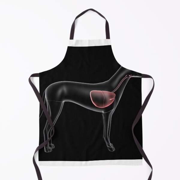 Item preview, STK701282H-Respiratory system of a dog, x-ray view. designed and sold by StocktrekImages.