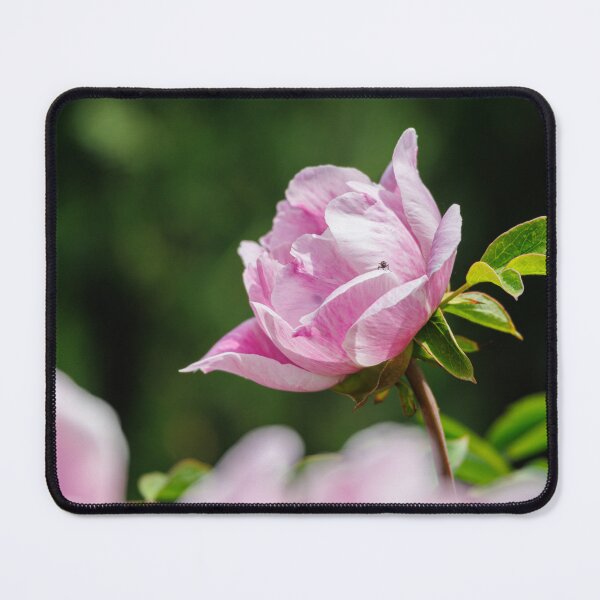 Item preview, Macro photography of a pink peony designed and sold by Giuseppe Cammino.