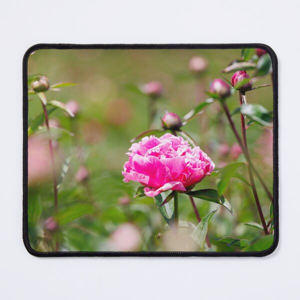 Item preview, Macro photography of a pink peony designed and sold by Giuseppe Cammino.