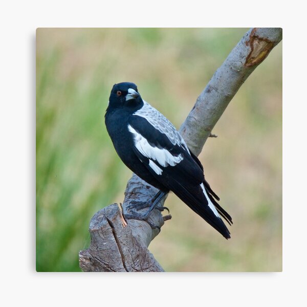 Item preview, MAGPIE ~ Australian Magpie VMLFT8CE by David Irwin designed and sold by tasmanianartist.
