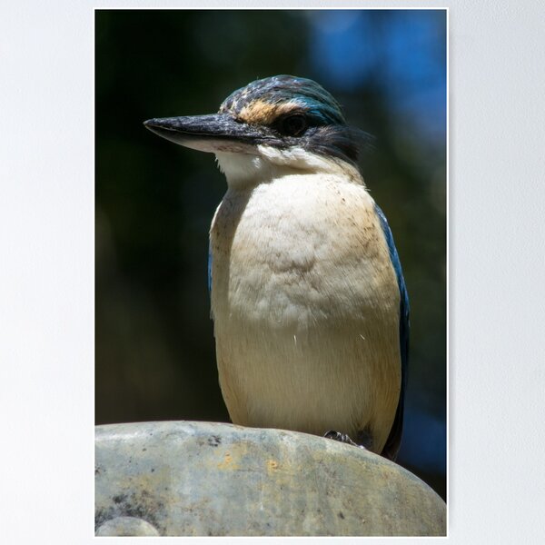 Item preview, Kingfisher designed and sold by Frits Klijn (klijnfoto.nl).
