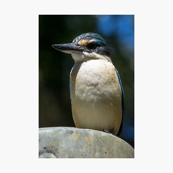 Item preview, Kingfisher designed and sold by Frits Klijn (klijnfoto.nl).