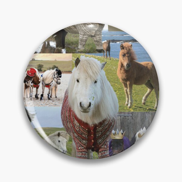 Pin by linny 1 on Shetland pony  Miniature shetland pony, Horses, Miniature  ponies