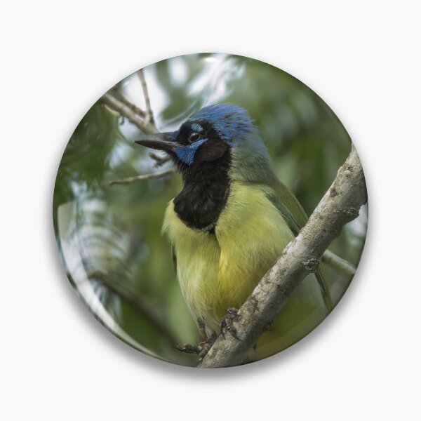 Item preview, Green Jay in Harlingen  designed and sold by CESW Photography.