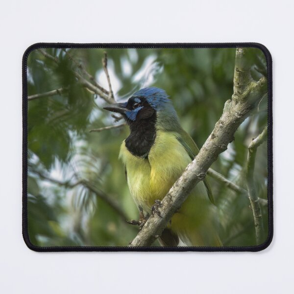 Item preview, Green Jay in Harlingen designed and sold by CESW Photography.