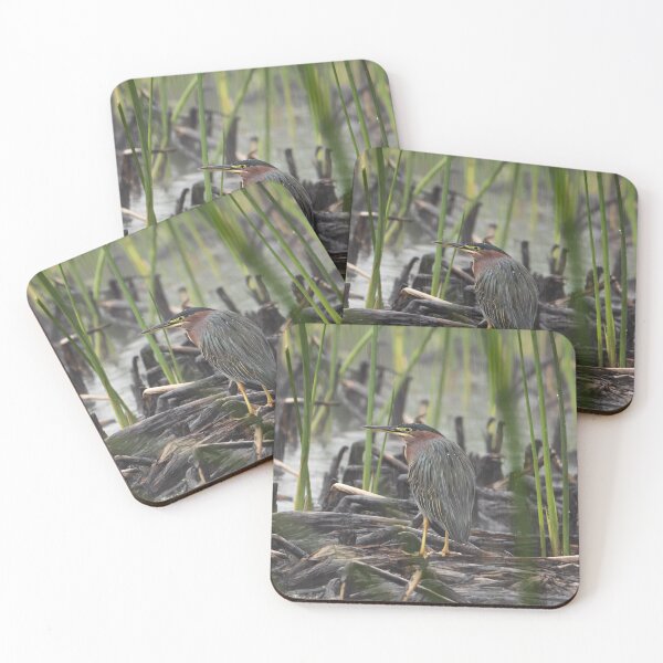 Item preview, Green Heron of Sweetwater Wetlands designed and sold by CESW Photography.