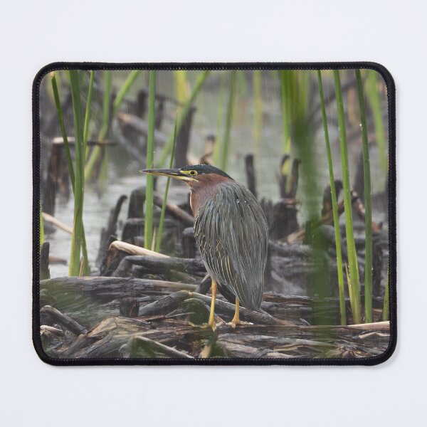 Item preview, Green Heron of Sweetwater Wetlands designed and sold by CESW Photography.