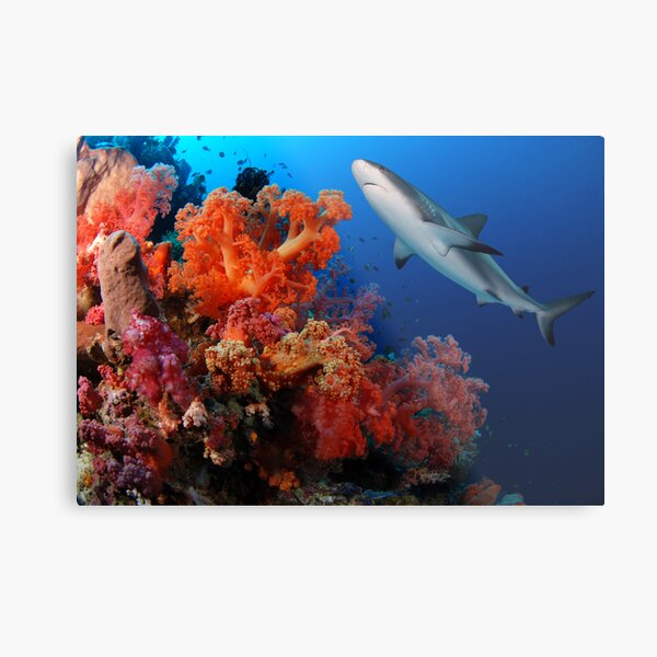 Shark and reef Metal Print