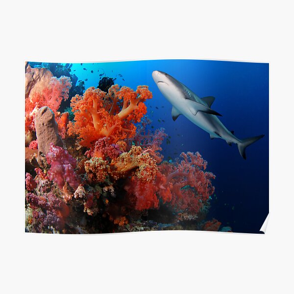 Shark and reef Poster