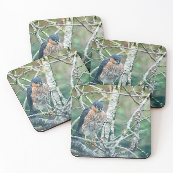 Item preview, Sparrowhawk perching in wait of prey designed and sold by AndrewJonesFoto.