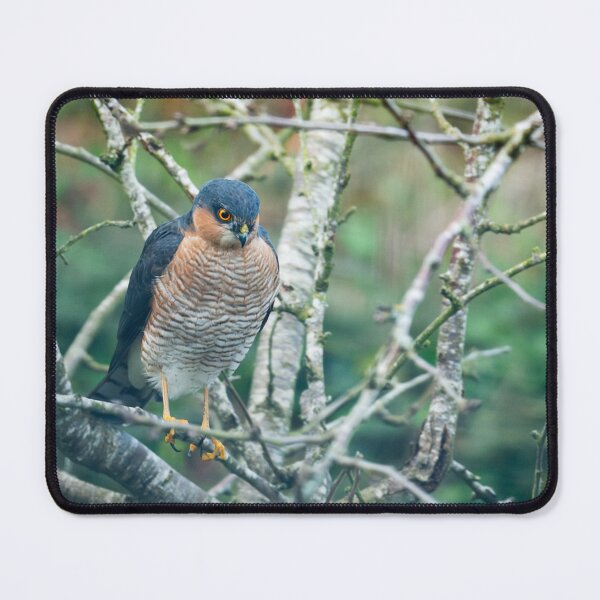 Item preview, Sparrowhawk perching in wait of prey designed and sold by AndrewJonesFoto.