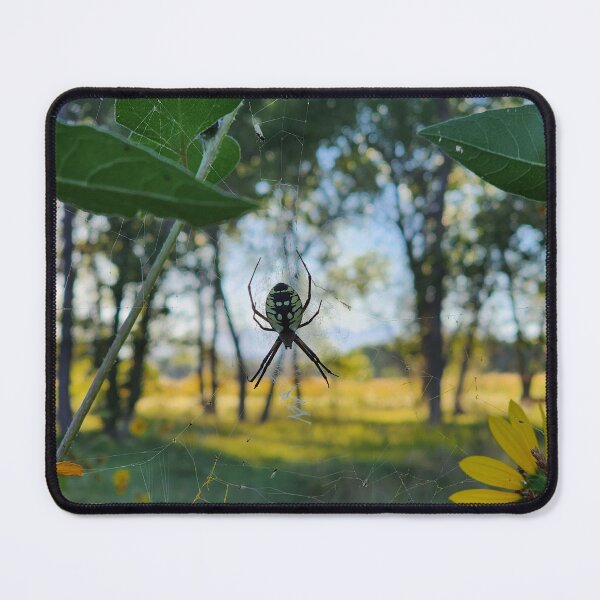 Item preview, Orbweaver at Los Luceros designed and sold by CESW Photography.