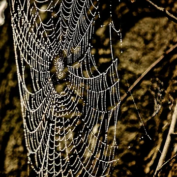 Artwork thumbnail, Rustic Web by D-GaP