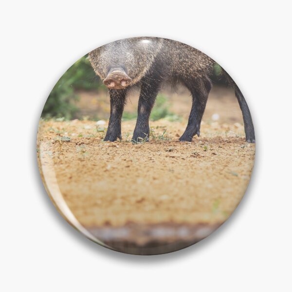 Item preview, Collared Peccary South Texas designed and sold by PhotoArt by Joan Carroll.