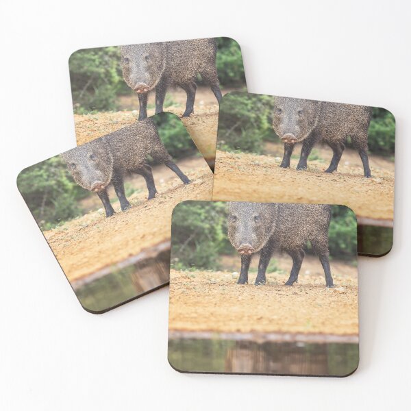 Item preview, Collared Peccary South Texas designed and sold by PhotoArt by Joan Carroll.
