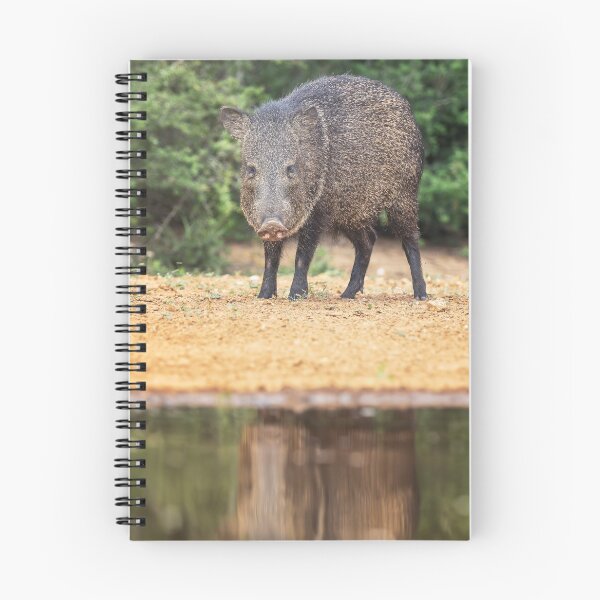 Item preview, Collared Peccary South Texas designed and sold by PhotoArt by Joan Carroll.