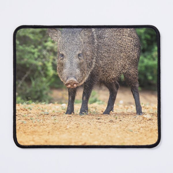 Item preview, Collared Peccary South Texas designed and sold by PhotoArt by Joan Carroll.