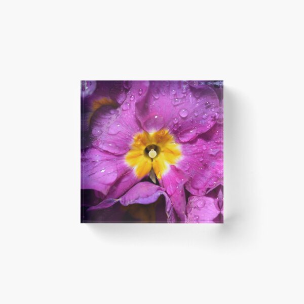 Item preview, Flor amarilla púrpura radiante con fotografía macro de agua designed and sold by thesuspire.
