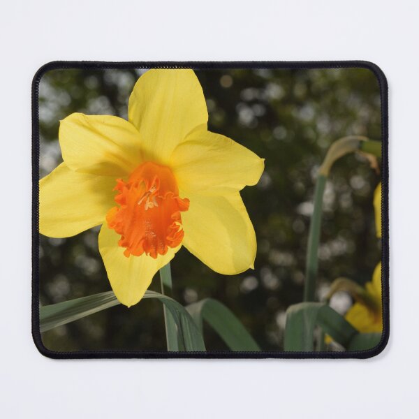 Item preview, Bright yellow orange Narcissus Daffodil on green background designed and sold by thesuspire.