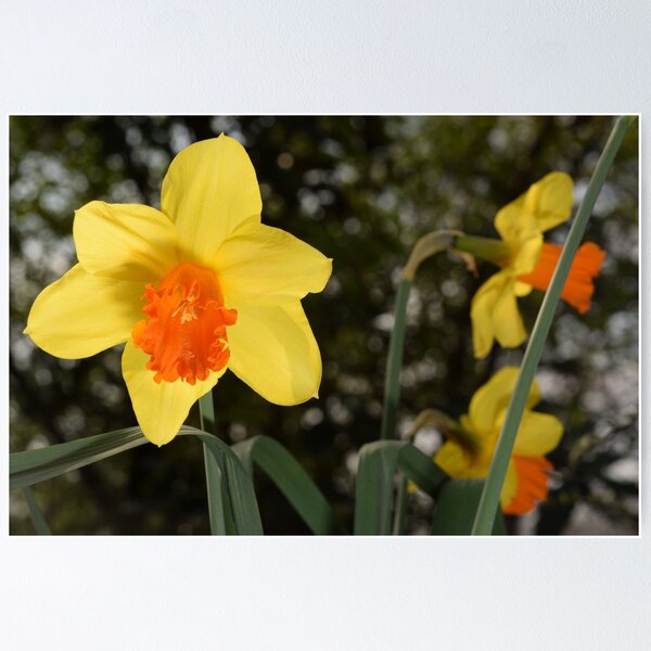 Item preview, Bright yellow orange Narcissus Daffodil on green background designed and sold by thesuspire.