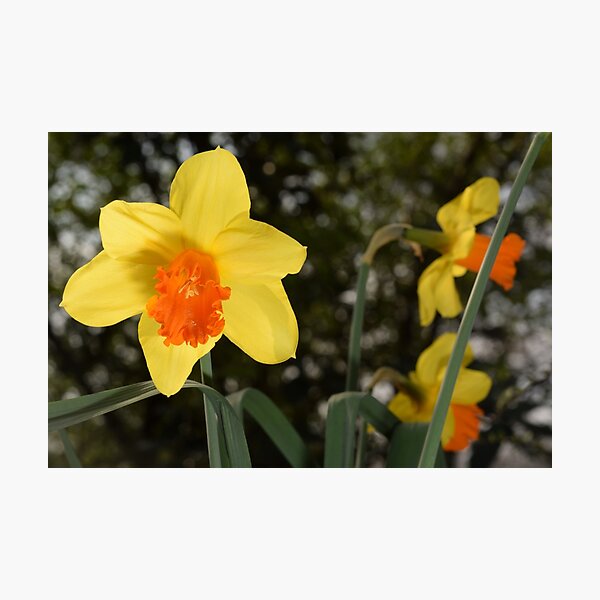 Item preview, Bright yellow orange Narcissus Daffodil on green background designed and sold by thesuspire.