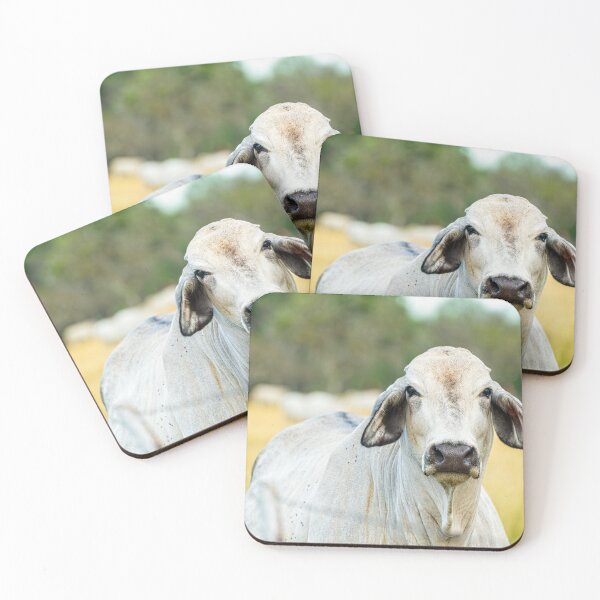Item preview, Brahma cow looking at you designed and sold by noblephoto.