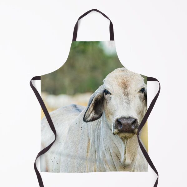 Item preview, Brahma cow looking at you designed and sold by noblephoto.