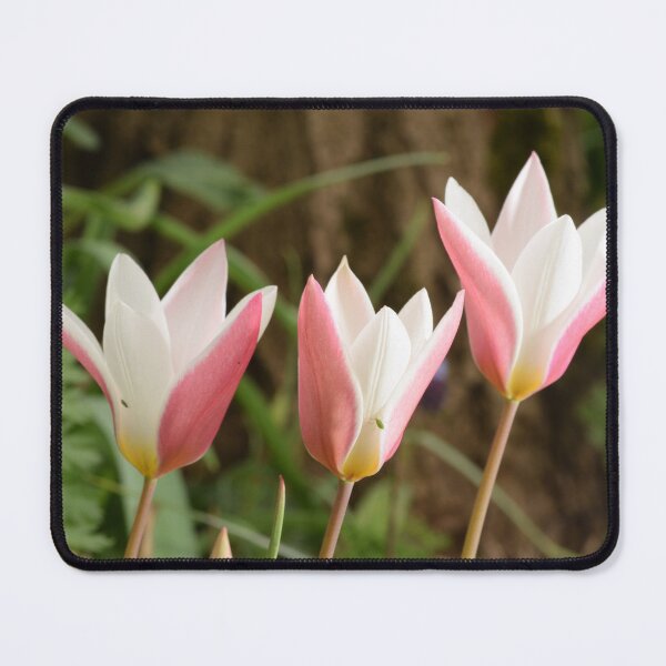 Item preview, Soft elegant white coral pink tulips with bugs designed and sold by thesuspire.